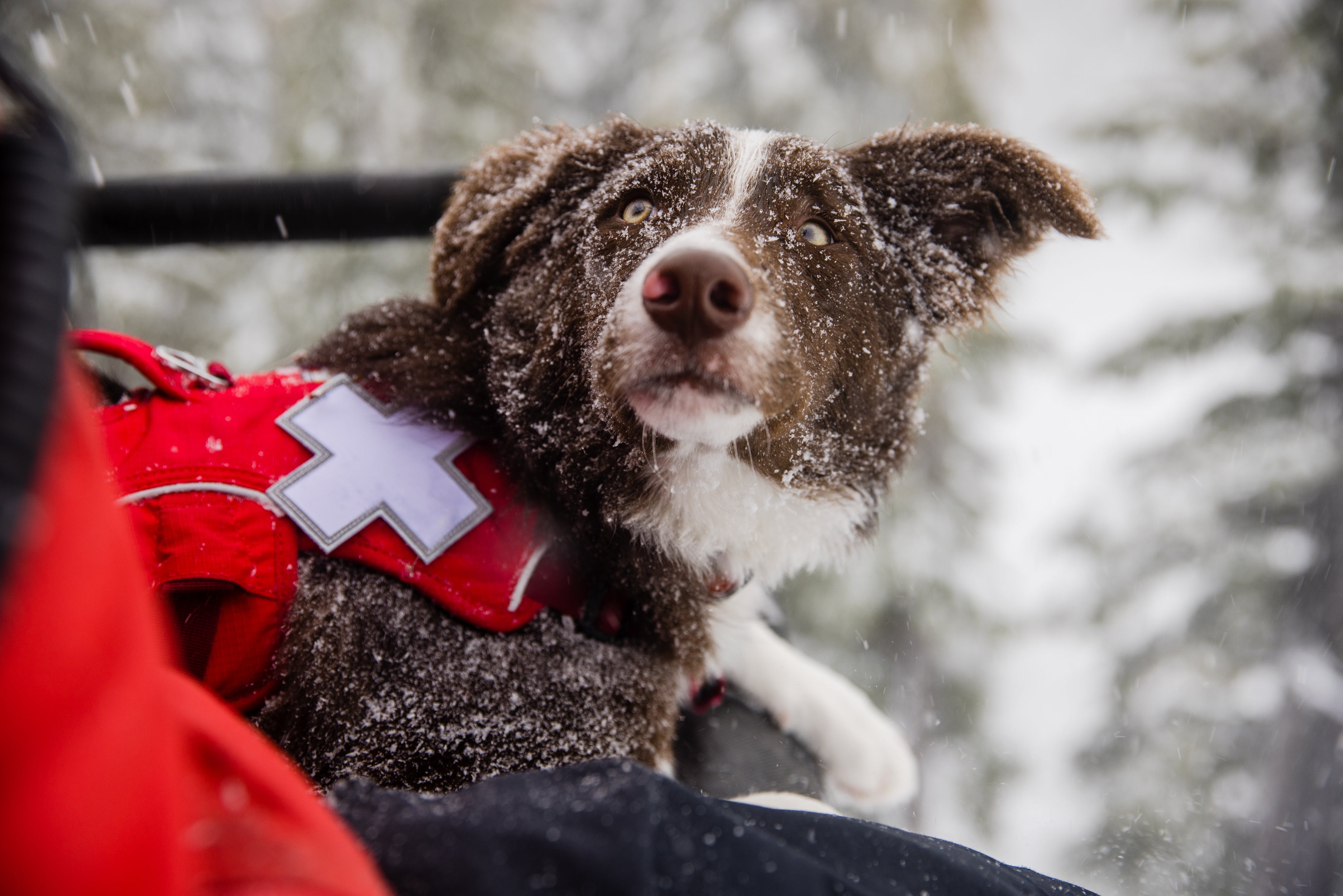 Stories Ruffwear