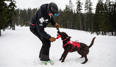 Ski patroller plays tug with pacific loop toy with avy dog dressed in web master harness.