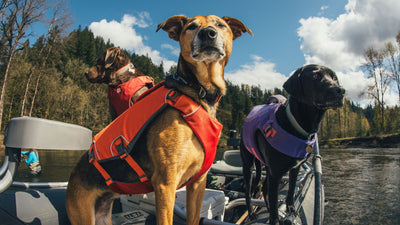 Do Dogs Need Life Jackets?