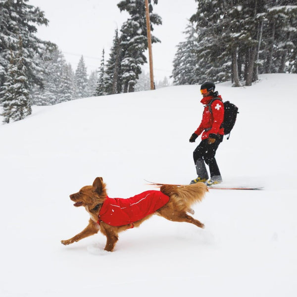 A human and dog run in the snow