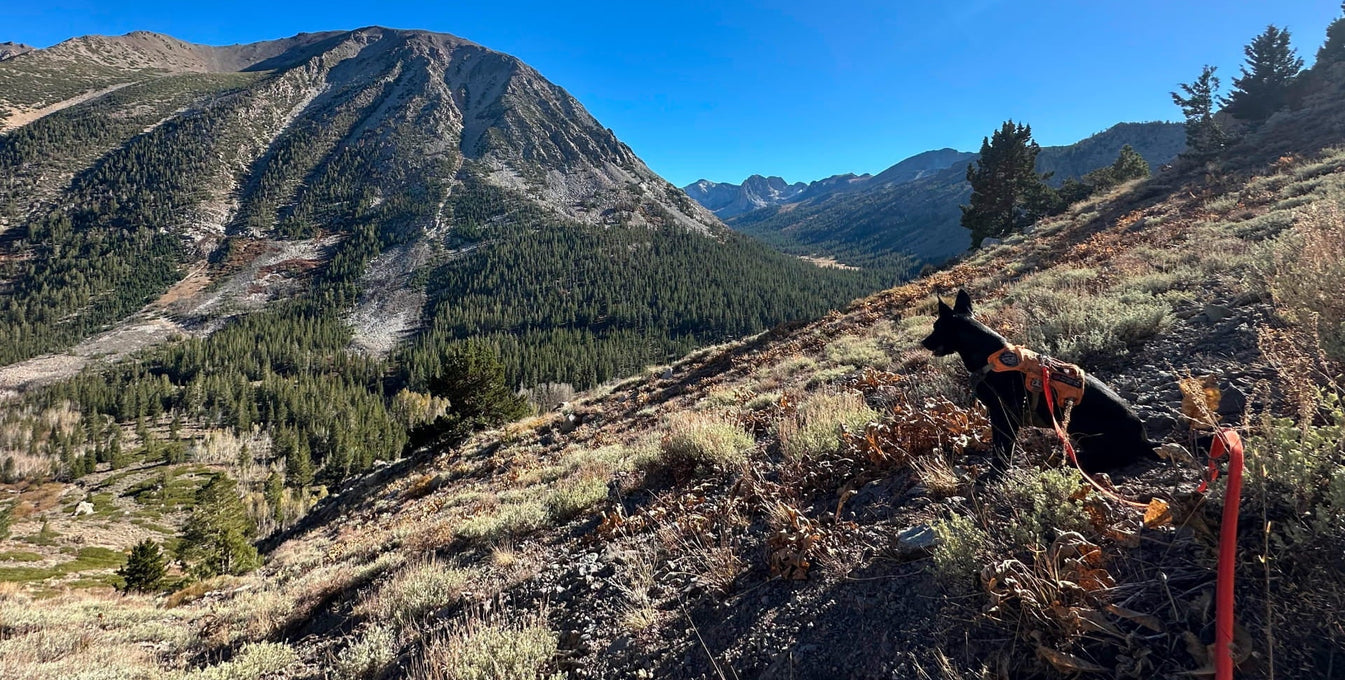 A Rogue dog looking out over a valley.