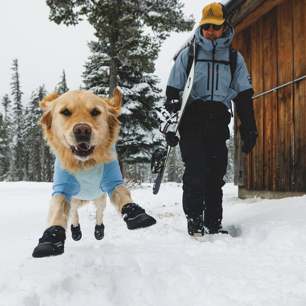 A dog dances in the snow wearing shoes