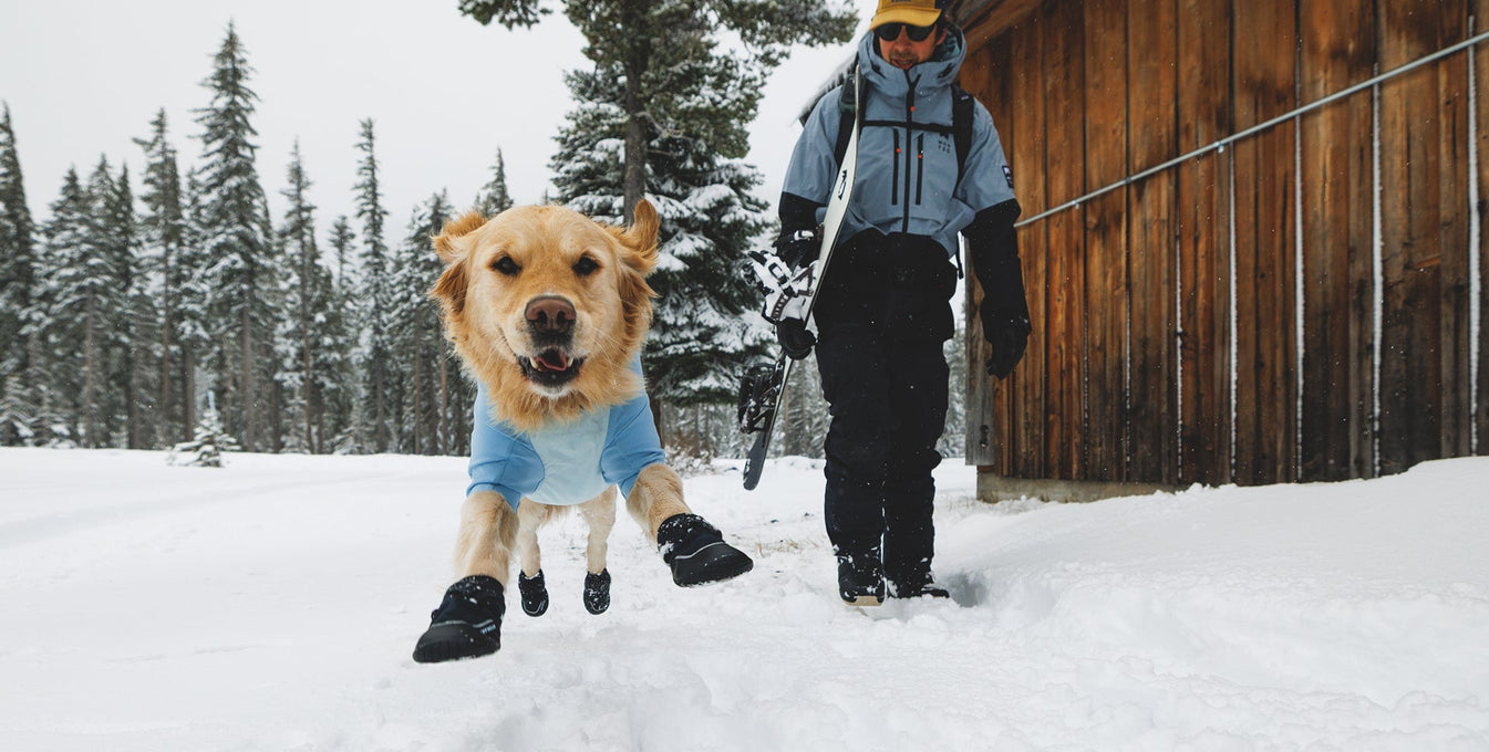 A dog dances in the snow wearing shoes