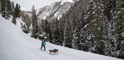 Dogs in omnijore system skijoring in the mountains.