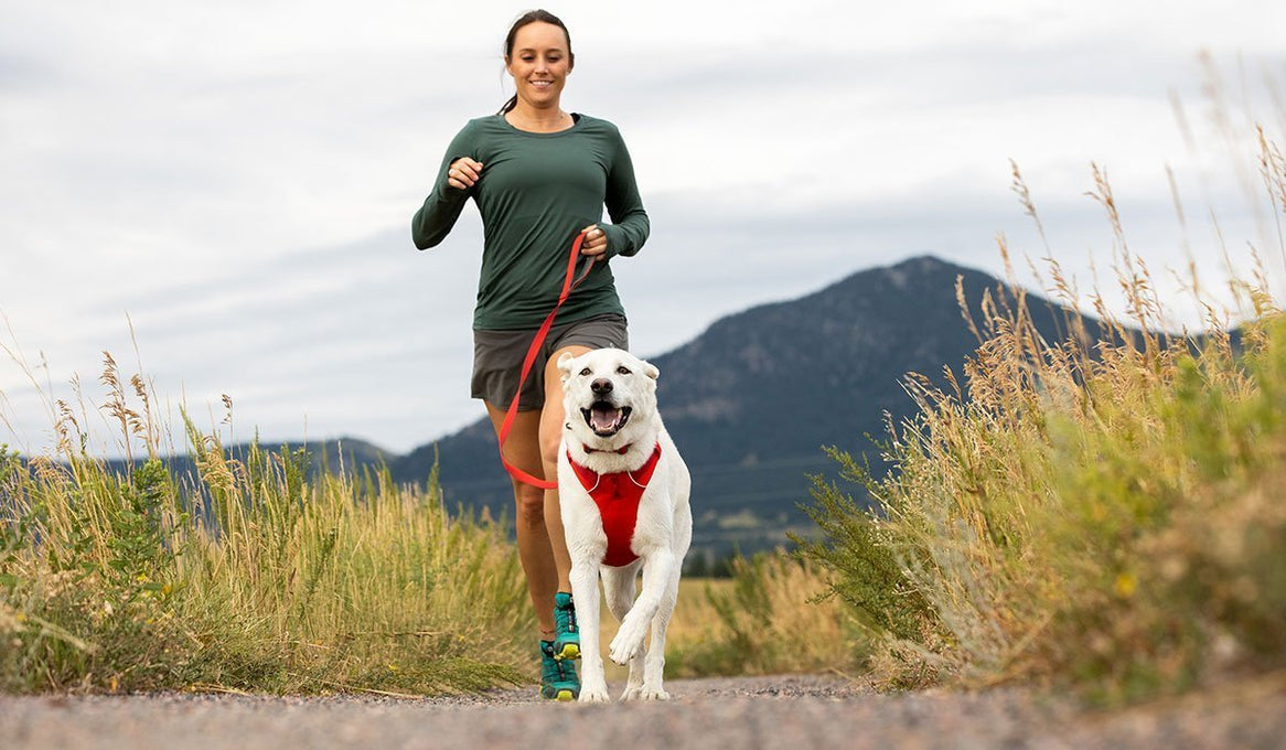 Dog in front range harness and leash runs alongside human on trail.