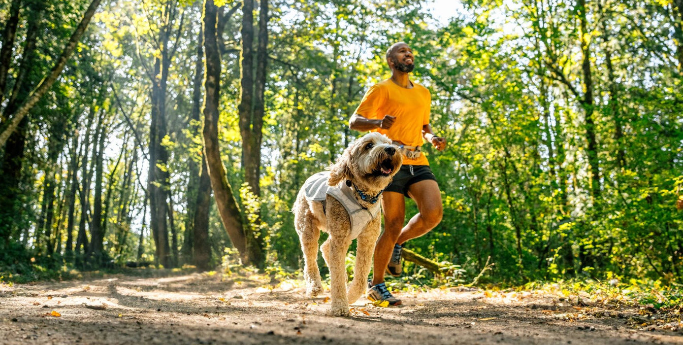 5 Ways to Keep Your Dog Cool This Summer