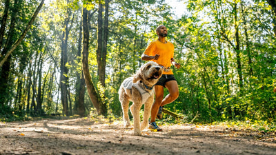 5 Ways to Keep Your Dog Cool This Summer