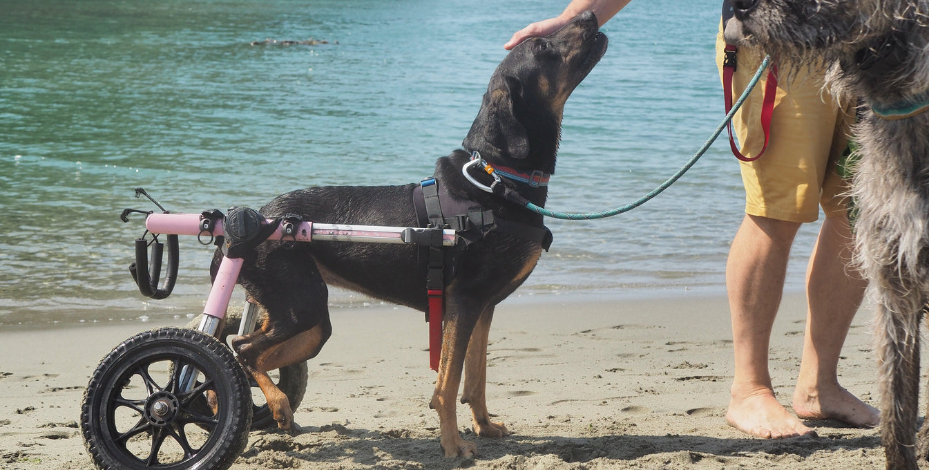 Unleashing Noodle's Possibilities