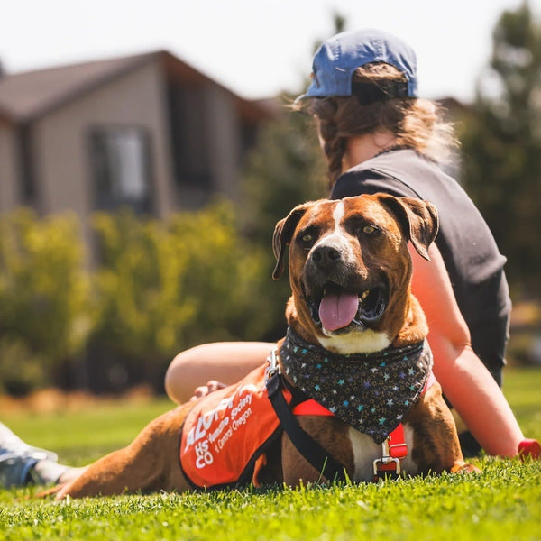 A dog and human relax together during a day out from the dog shelter.
