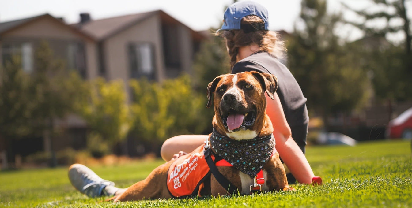 A dog and human relax together during a day out from the dog shelter.