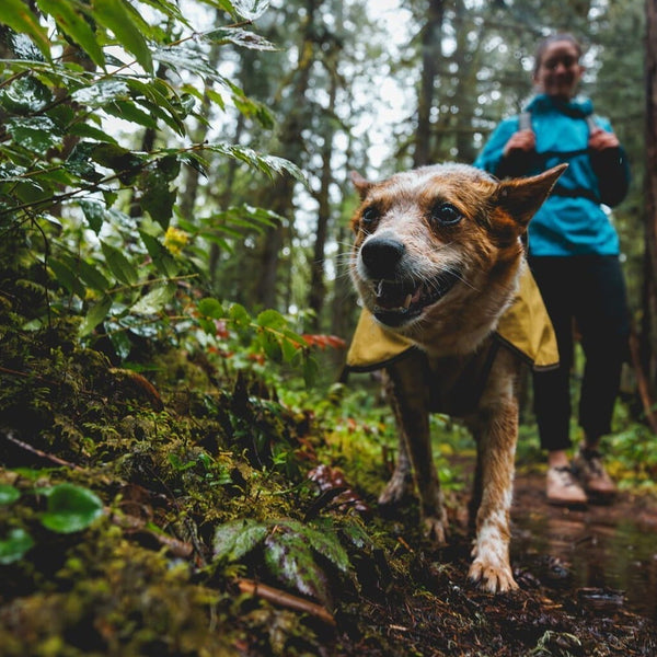 A human and dog explore during mud season.