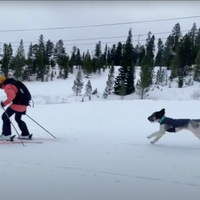 Gloria backcountry skiing with her dog, Alberto.