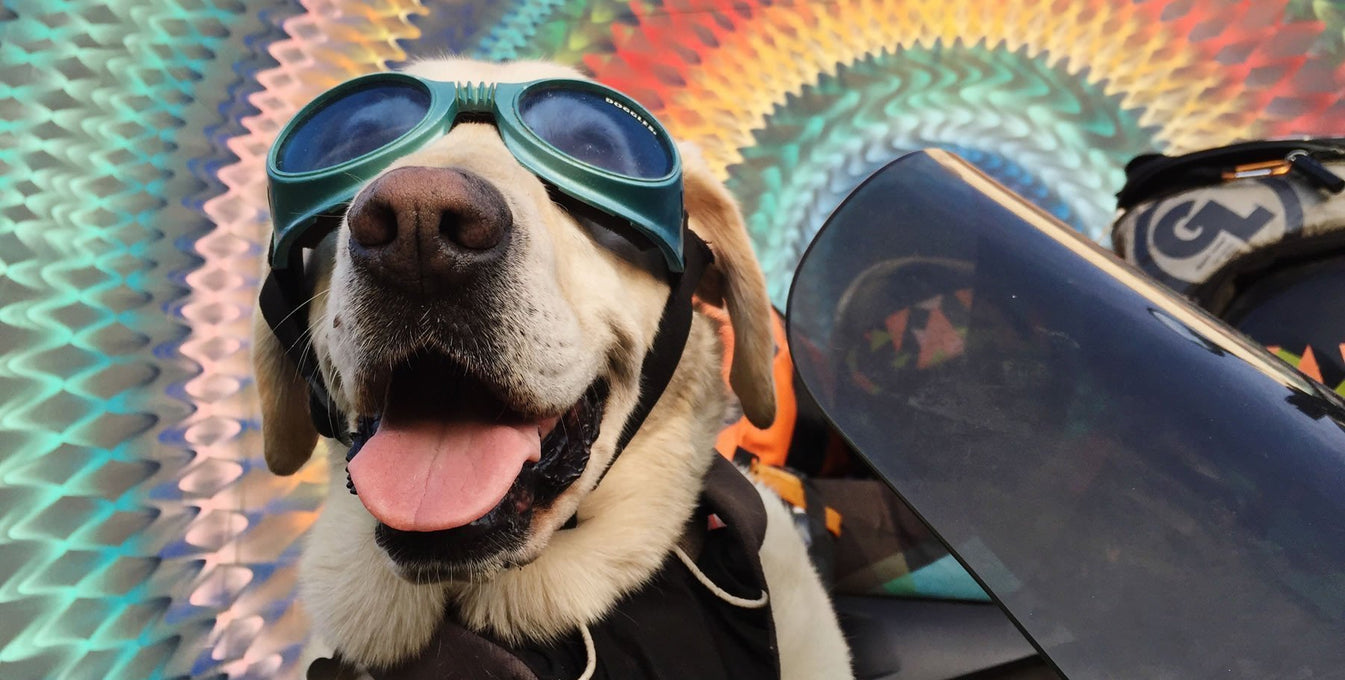 Dog Baylor in goggles and load up harness in sidecar with tie dye in back ground.