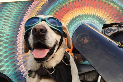 Dog Baylor in goggles and load up harness in sidecar with tie dye in back ground.