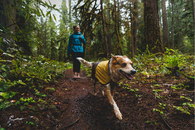 Dog and human hiking in the rain.