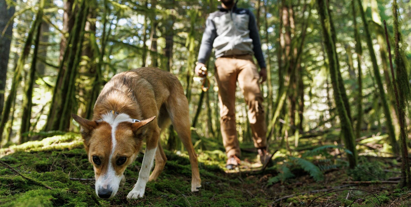 How to Follow Your (Dog's) Nose