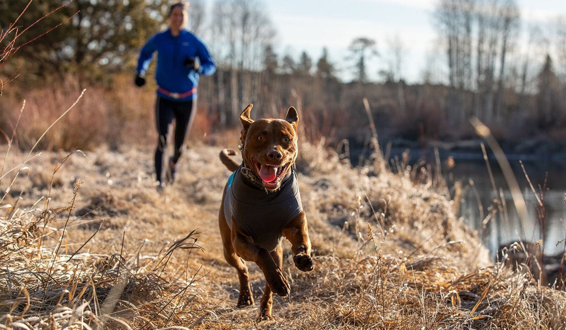 Dog in climate changer pullover trail runs along river in front of human.