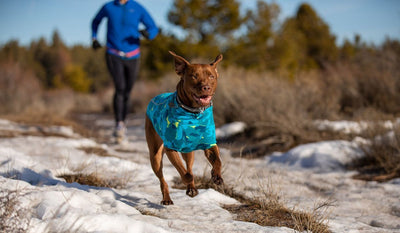 Dog in glacier pattern climate changer fleece runs over snow patches on trail.