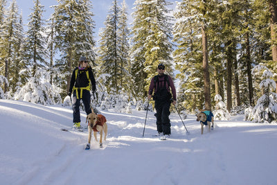 Two humans ski alongside their dogs who are wearing Ruffwear Jackets