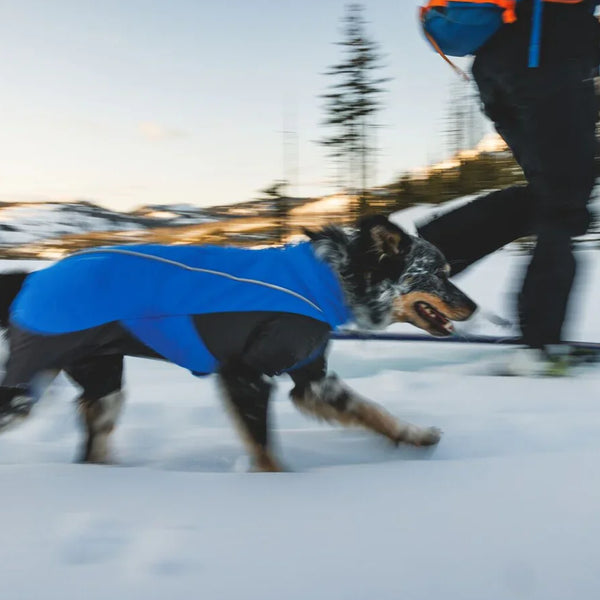 A woman skis with her dog in the snow