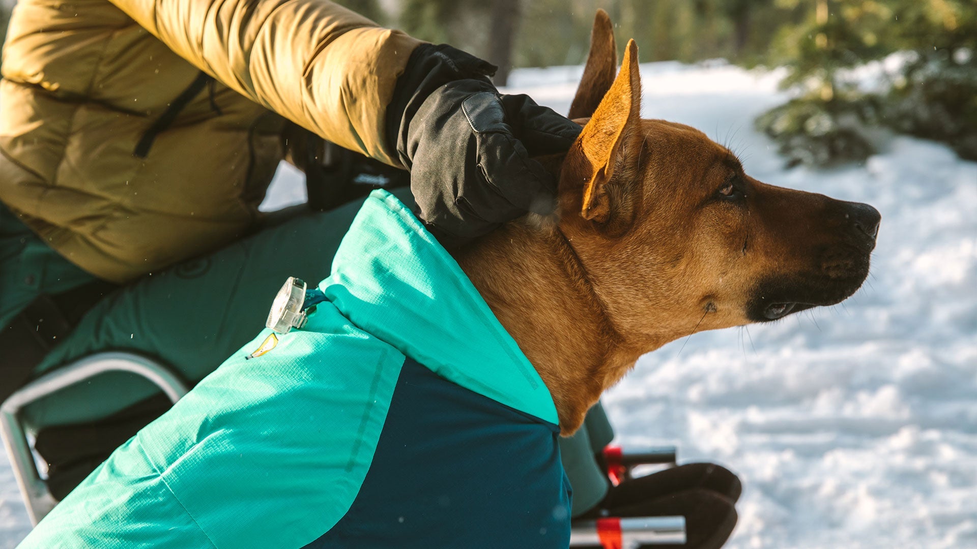 Ruffwear quinzee insulated sale dog jacket