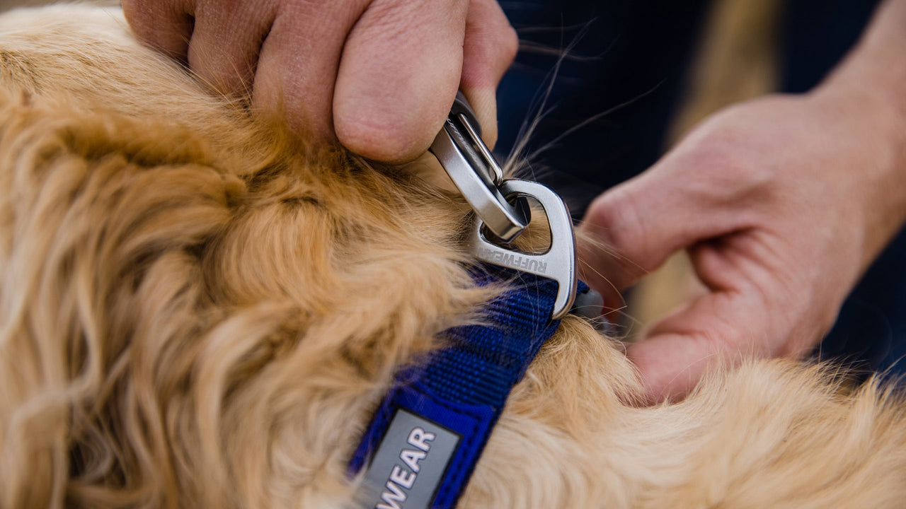 Flat Out™ Dog Collar