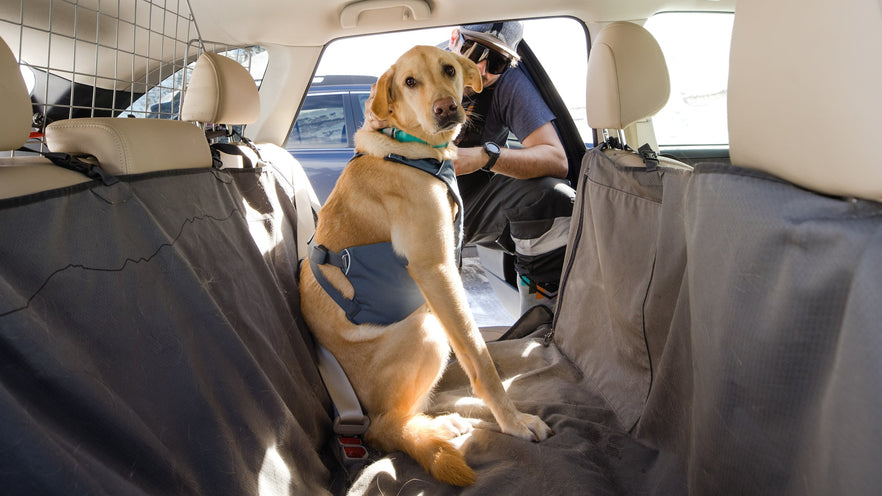 Une nouvelle ceinture pour chien fait réagir - Guide Auto