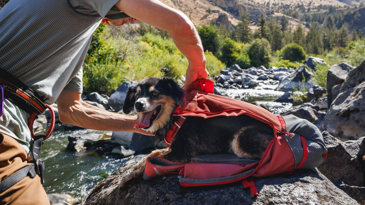 HARNAIS RÉGLABLE INTÉGRÉ