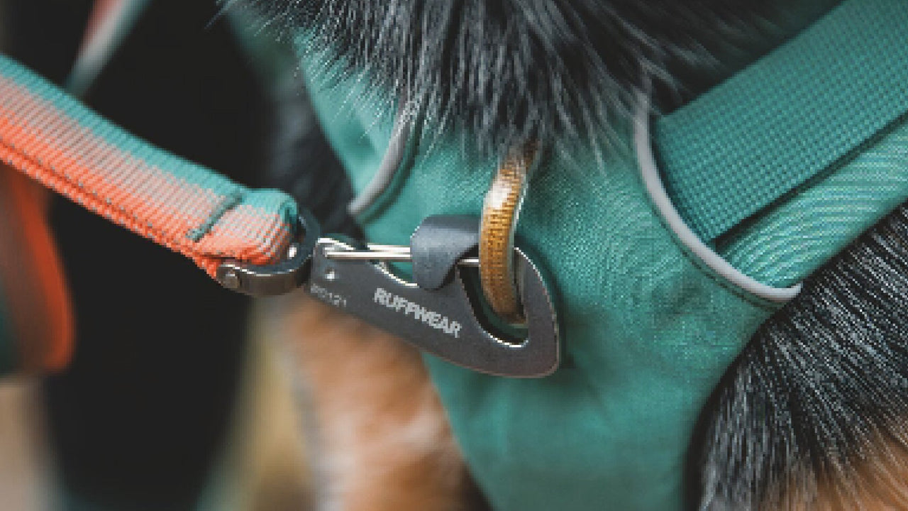 TROIS POINTS D'ATTACHE POUR LA LAISSE