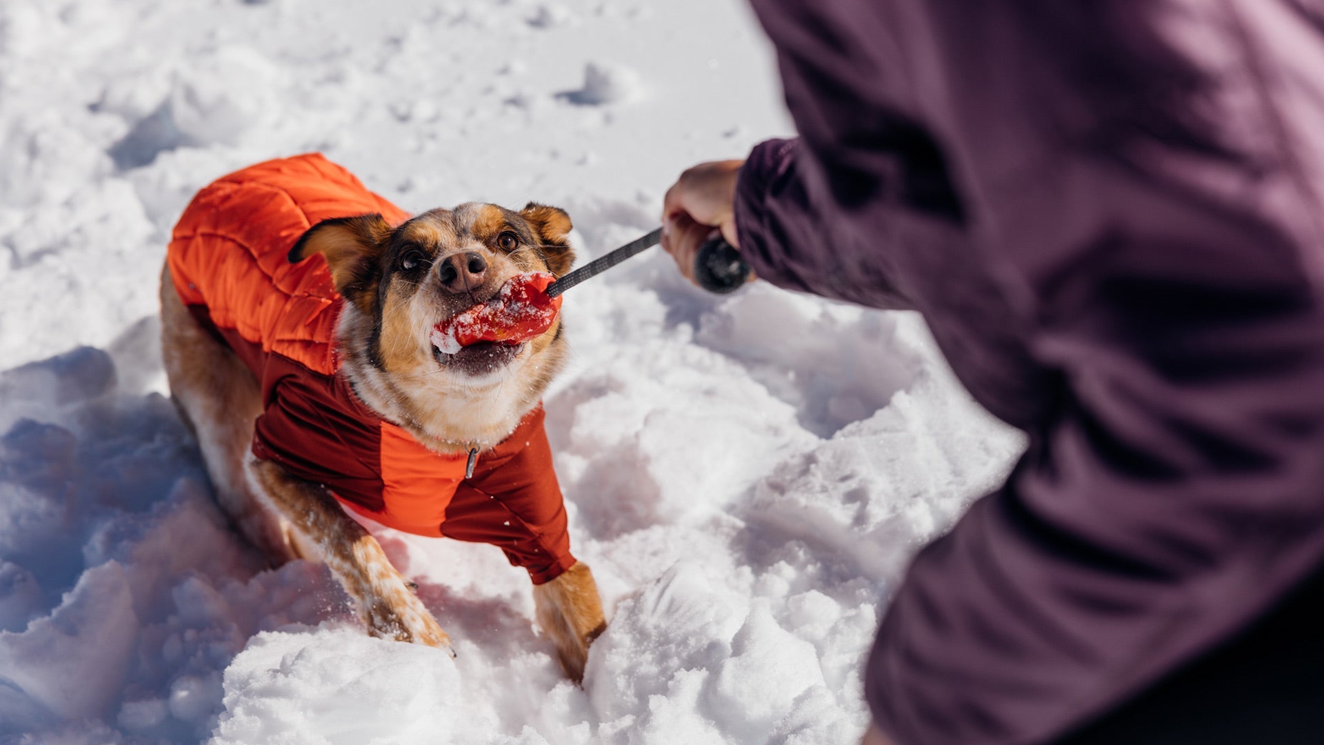 Huck a Cone Ruffwear