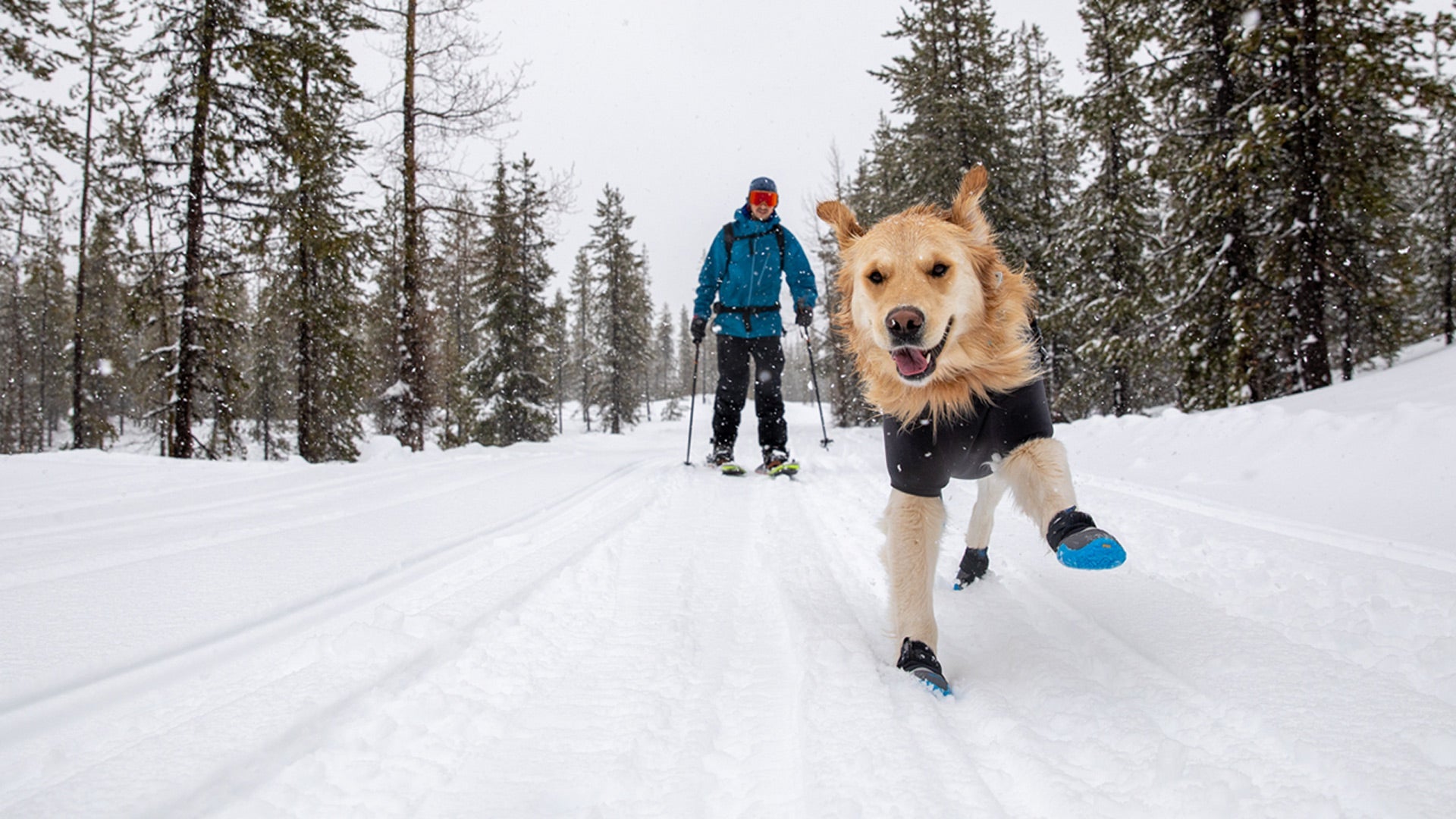 Bottines d hiver pour chien Polar Trex Bottines pour la neige