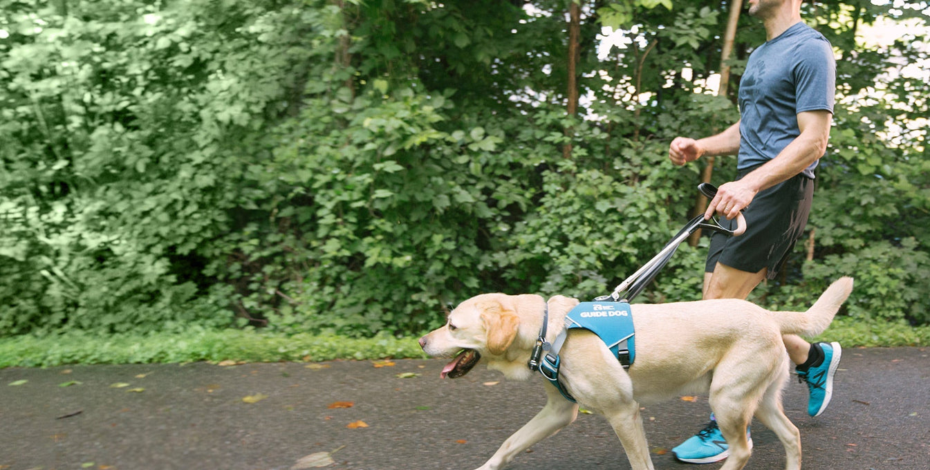 Man runs with guide dog in unifly harness on paved path.