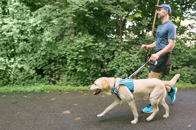 Man runs with guide dog in unifly harness on paved path.