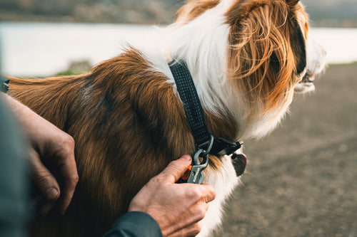 Shop nach Kollektion