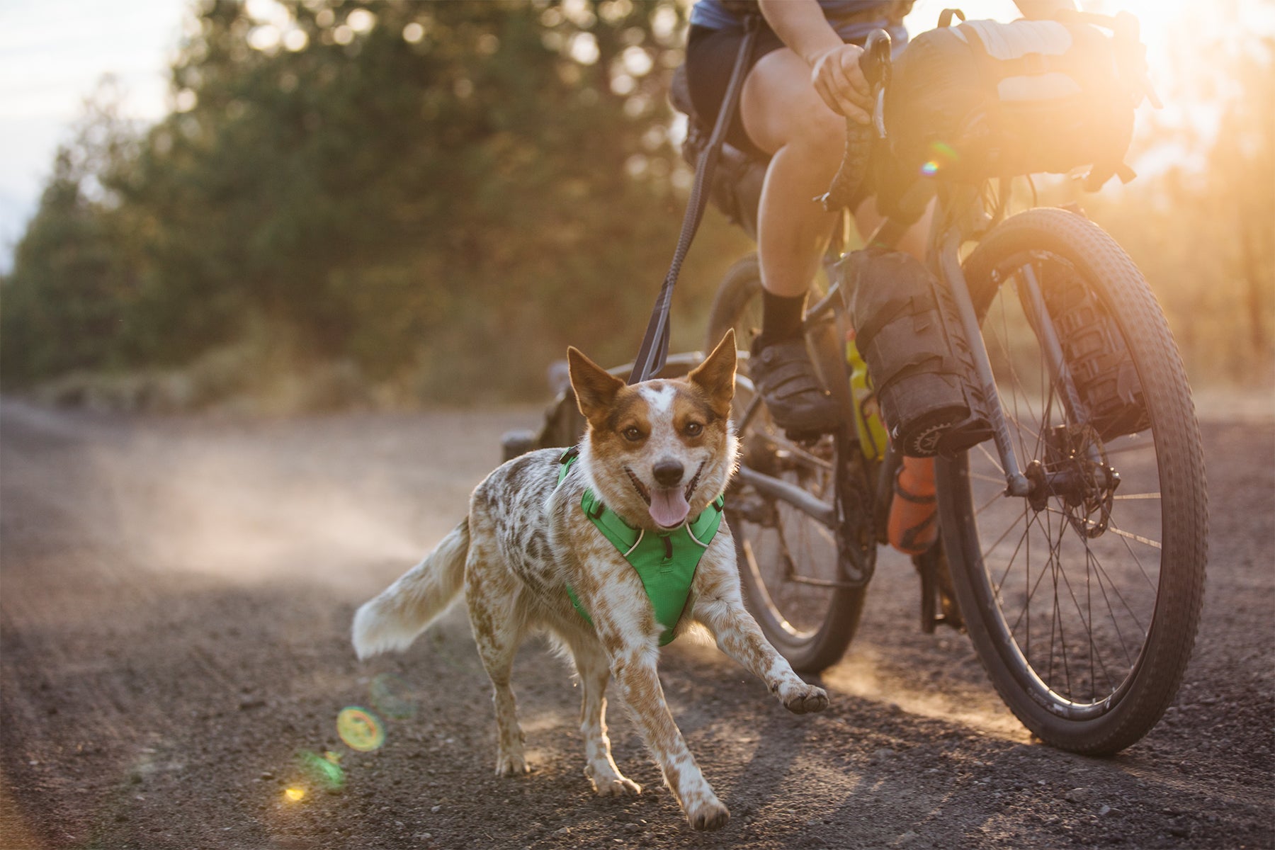 Gear For Biking With Dogs Cycling With Dogs Bikejoring with Dogs