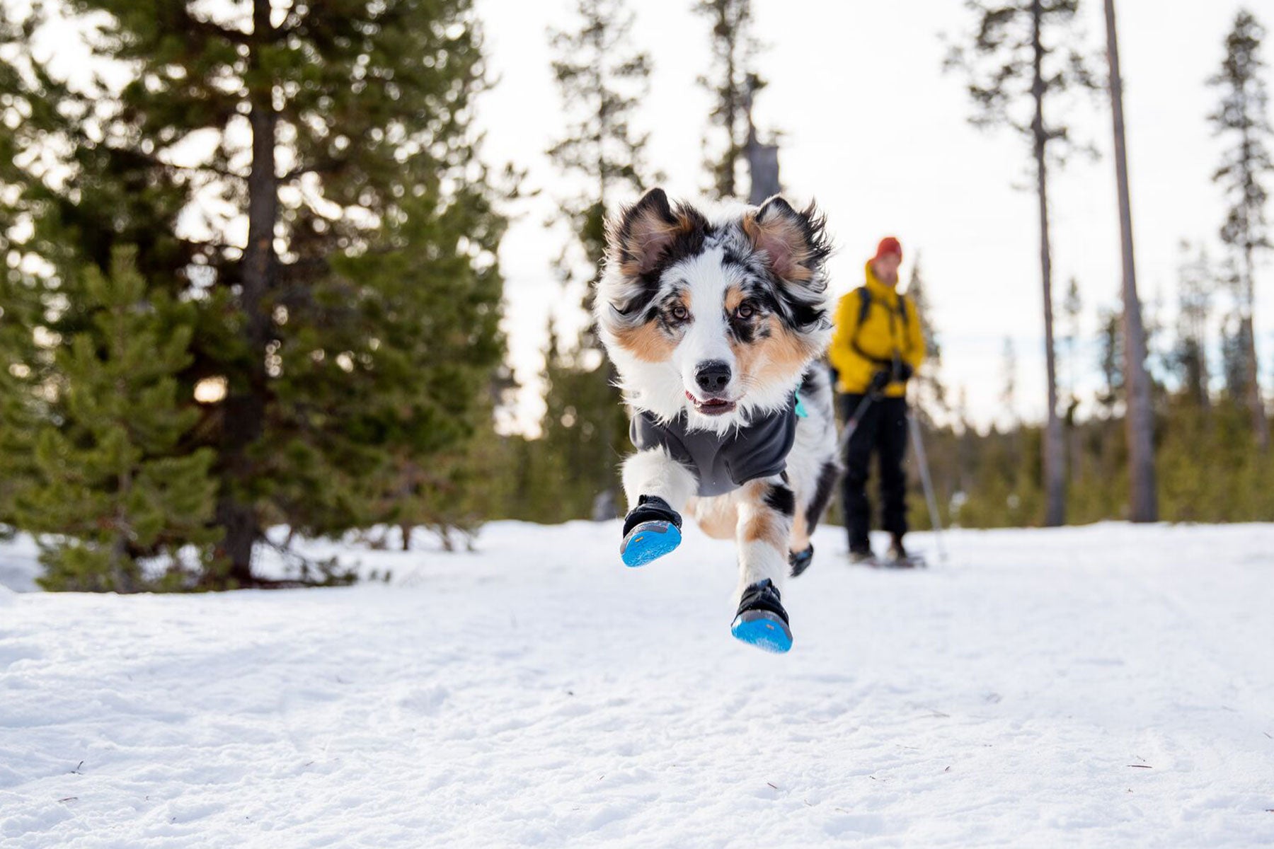 Chaussette neige chien new arrivals