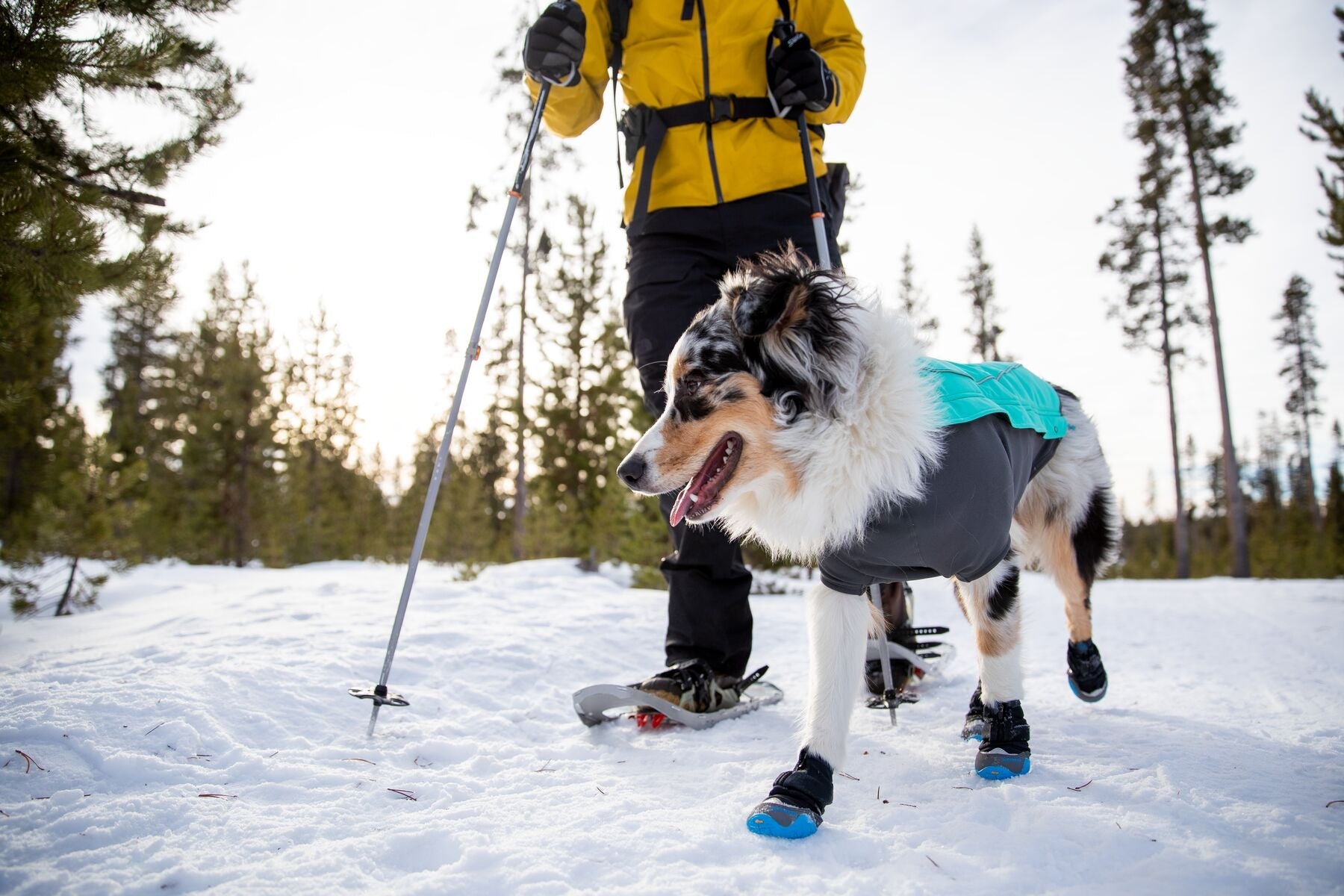 Bottines d hiver pour chien Polar Trex Bottines pour la neige