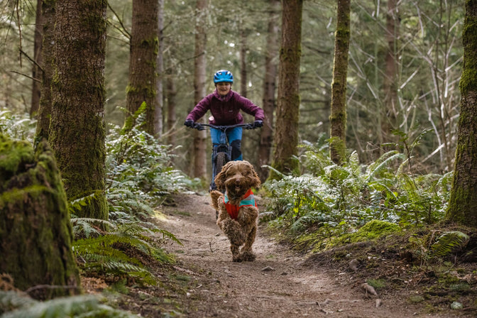 Human mountain bikes with dog in lumenglow jacket in the forest.