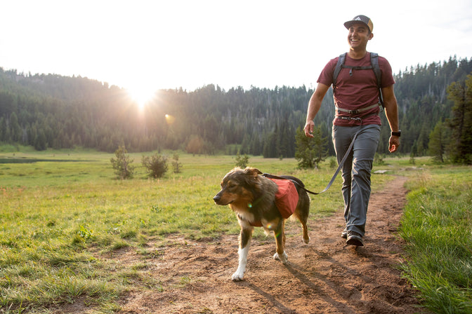 Man and dog hike around Todd lake meadow.