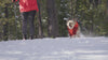 Dogs running with humans through snow and desert wearing different dog jackets with innovative insulation.