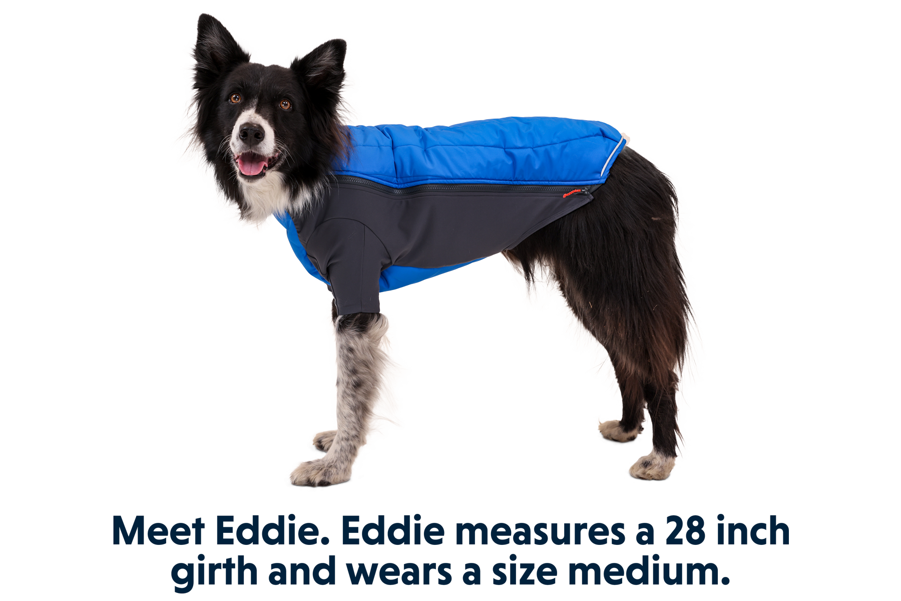 Ruffwear powder store